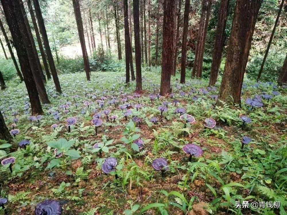 中药材种植发展现状与建议