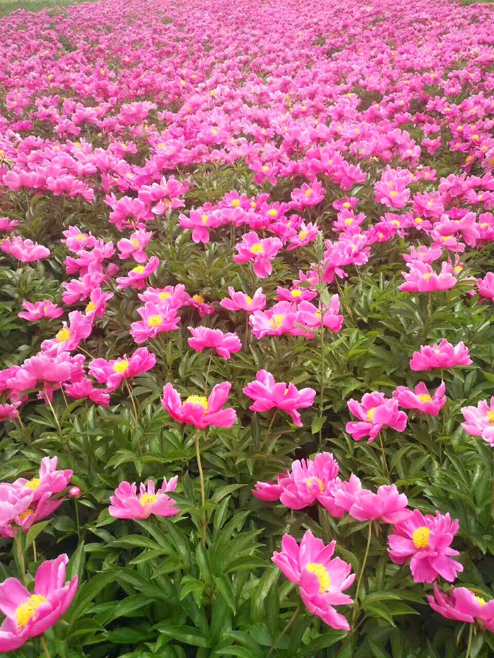 白芍
