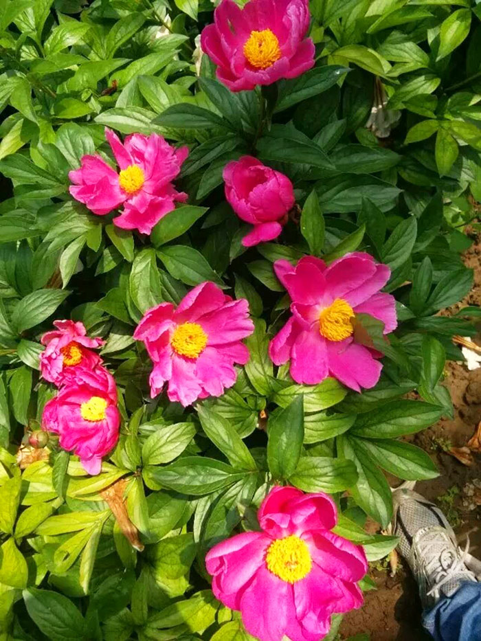 白芍