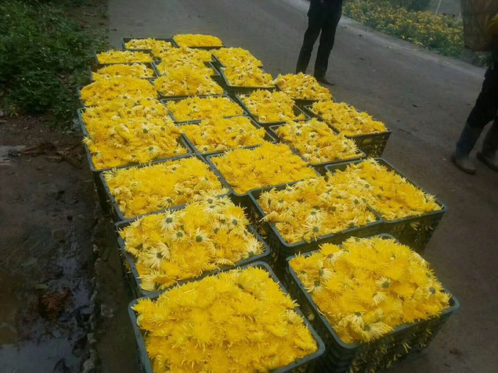 菊花