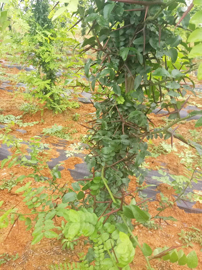 皂刺树