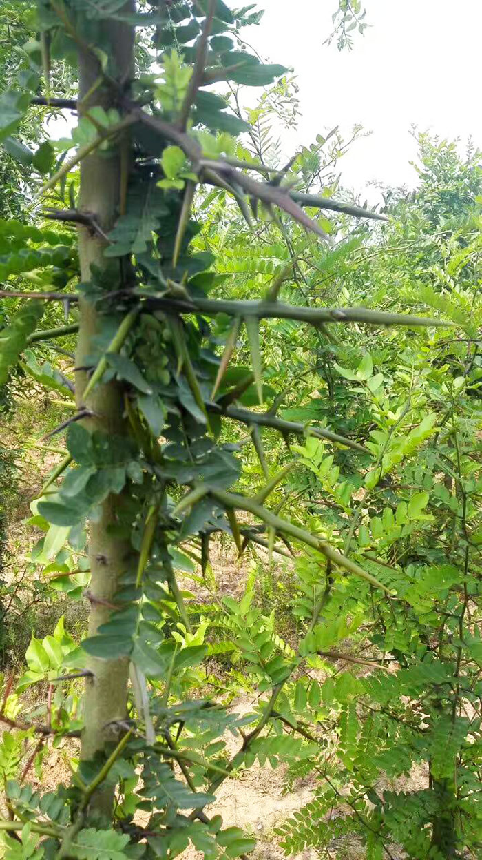 皂刺树