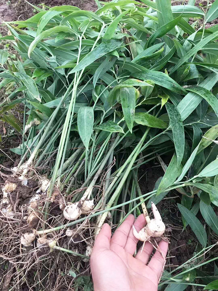 黄精