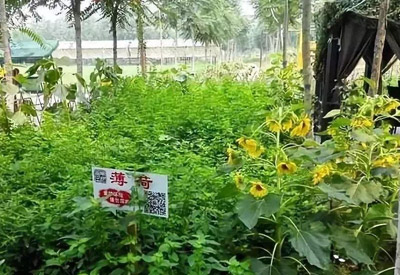 这样种植中草药，亩均效益能翻倍