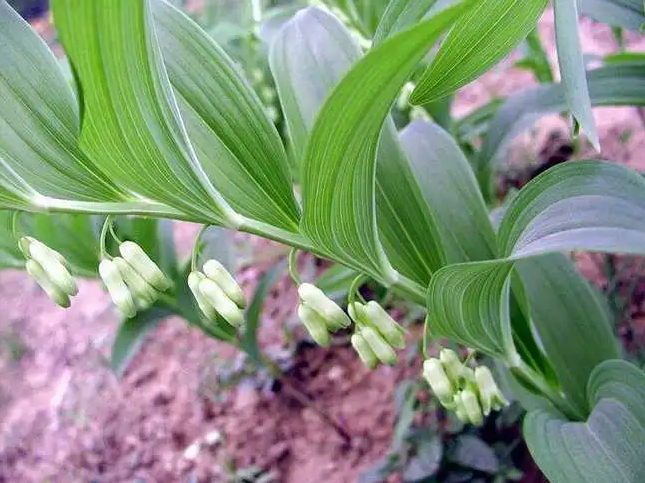 黄精规范化栽培技术