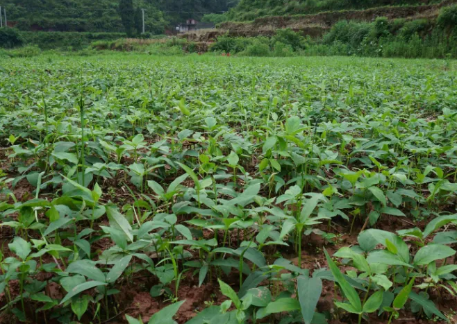 半夏生长中后期虫害防治